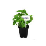 https://velizo.cz/termekkategoria/szepsegapolas-egeszseg/