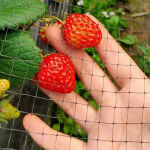 https://velizo.cz/termekkategoria/szepsegapolas-egeszseg/