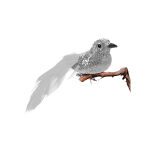 https://velizo.cz/termekkategoria/szepsegapolas-egeszseg/